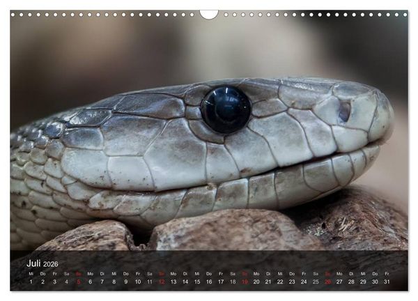 Produktbild: Giftschlangen (Wandkalender 2026 DIN A3 quer), CALVENDO Monatskalender