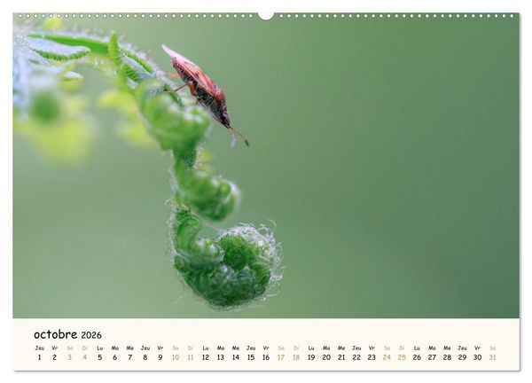 Produktbild: Nos amis les insectes (Calendrier mural 2026 DIN A2 vertical), CALVENDO calendrier mensuel
