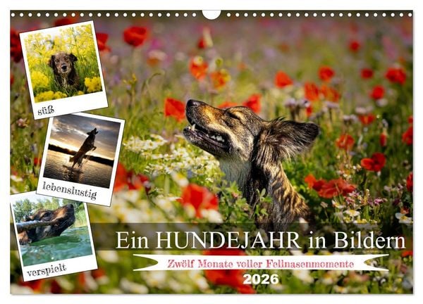 Ein Hundejahr in Bildern (Wandkalender 2026 DIN A3 quer), CALVENDO Monatskalender