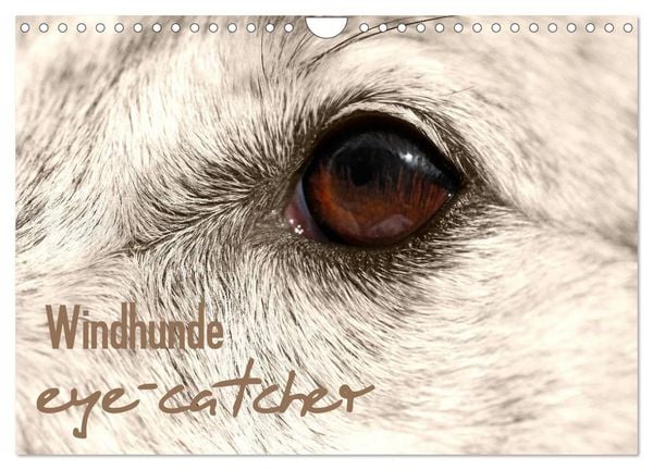 Produktbild: Windhunde eye-catcher (Wandkalender 2026 DIN A4 quer), CALVENDO Monatskalender