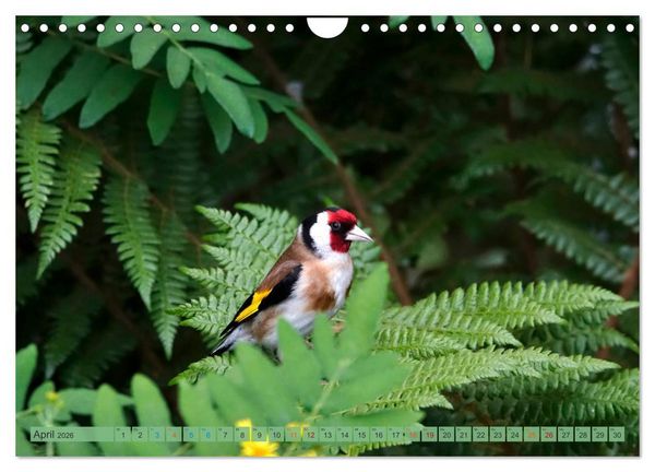 Produktbild: Distelfink (Wandkalender 2026 DIN A4 quer), CALVENDO Monatskalender