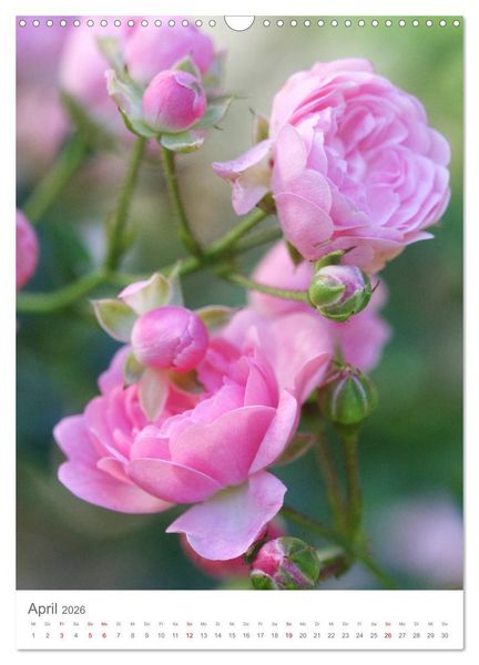 Produktbild: Gl&uuml;cklich mit Rosen (Wandkalender 2026 DIN A3 hoch), CALVENDO Monatskalender