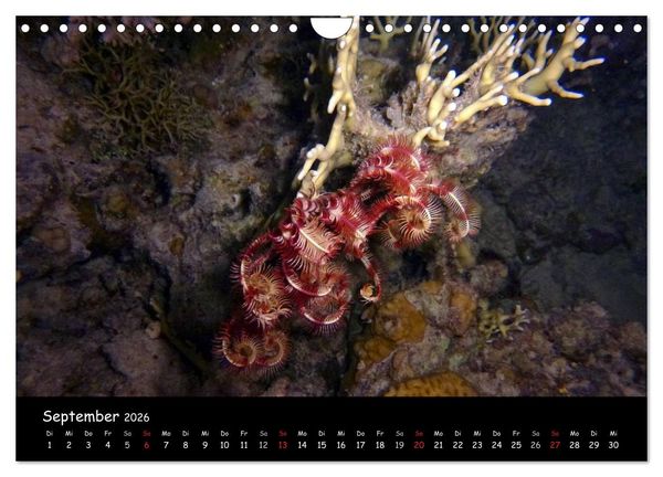 Produktbild: Rotes Meer - Unterwasserimpressionen (Wandkalender 2026 DIN A4 quer), CALVENDO Monatskalender