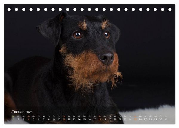 Produktbild: Jagdhunde - Treue Waidgesellen (Tischkalender 2026 DIN A5 quer), CALVENDO Monatskalender