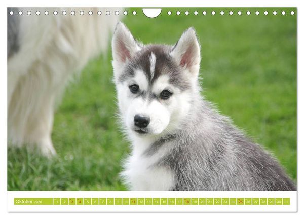 Produktbild: Siberian Husky - der Urtyp (Wandkalender 2026 DIN A4 quer), CALVENDO Monatskalender