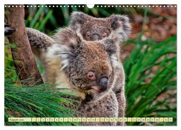 Produktbild: Koala - kleiner Teddy (Wandkalender 2026 DIN A3 quer), CALVENDO Monatskalender