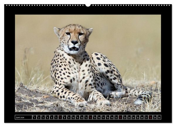 Produktbild: Afrikas Katzen (Wandkalender 2026 DIN A2 quer), CALVENDO Monatskalender