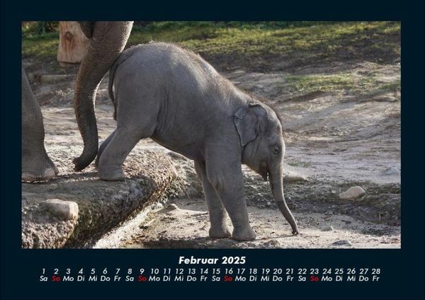 Produktbild: Elefanten 2025 Fotokalender DIN A4