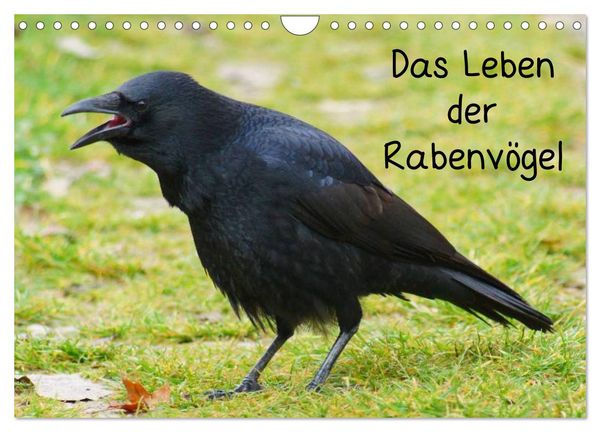 Produktbild: Das Leben der Rabenv&ouml;gel (Wandkalender 2026 DIN A4 quer), CALVENDO Monatskalender