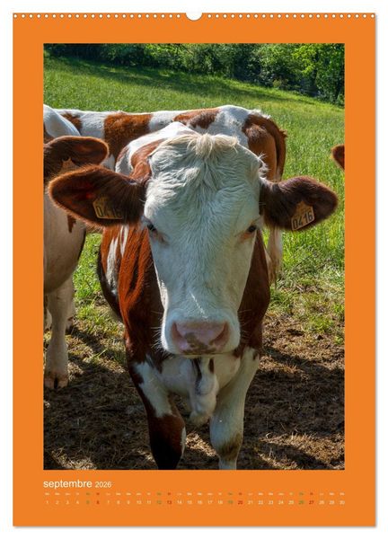 Produktbild: Beaut&eacute; rustique Regards animaliers (Calendrier mural 2026 DIN A2 horizontal) calendrier de bureau