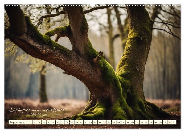 Produktbild: Waldbaden - Shinrin Yoku (hochwertiger Premium Wandkalender 2026 DIN A2 quer), Kunstdruck in Hochglanz