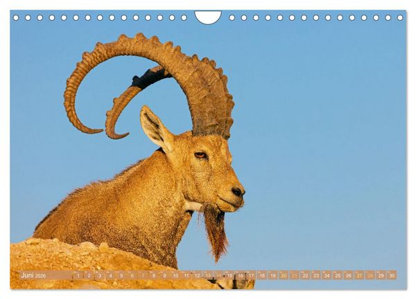 Produktbild: Auf Entdeckertour in Israel (Wandkalender 2026 DIN A4 quer), CALVENDO Monatskalender