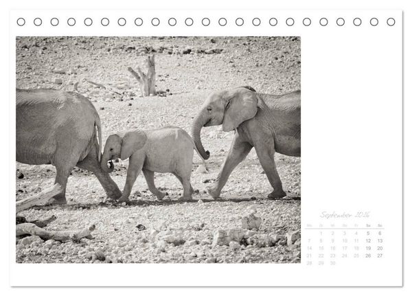 Produktbild: Elefanten in Etosha (Tischkalender 2026 DIN A5 quer), CALVENDO Monatskalender