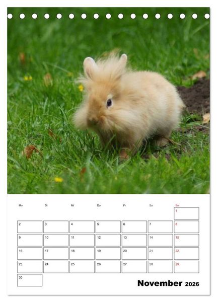Produktbild: Kaninchen Terminplaner (Tischkalender 2026 DIN A5 hoch), CALVENDO Monatskalender