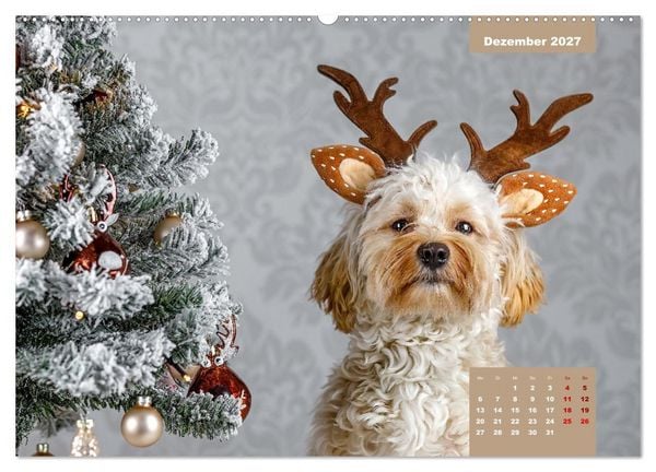 Produktbild: Rocket der Havaneser (hochwertiger Premium Wandkalender 2027 DIN A2 quer), Kunstdruck in Hochglanz