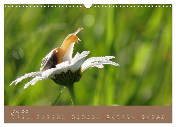 Produktbild: Schneckchen (Wandkalender 2026 DIN A3 quer), CALVENDO Monatskalender