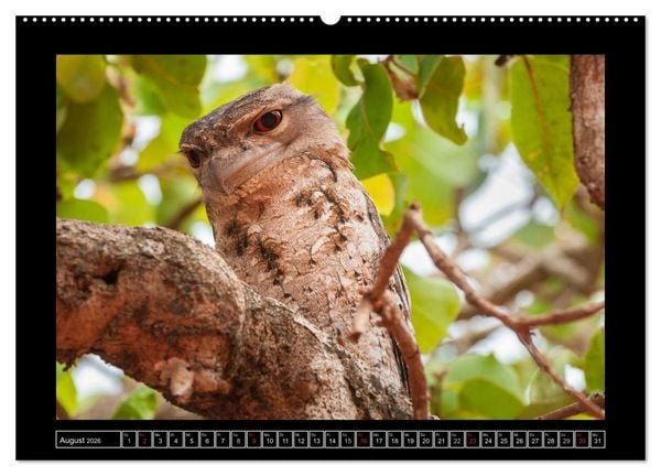 Produktbild: V&ouml;gel von "Down Under" Australien (Wandkalender 2026 DIN A2 quer), CALVENDO Monatskalender