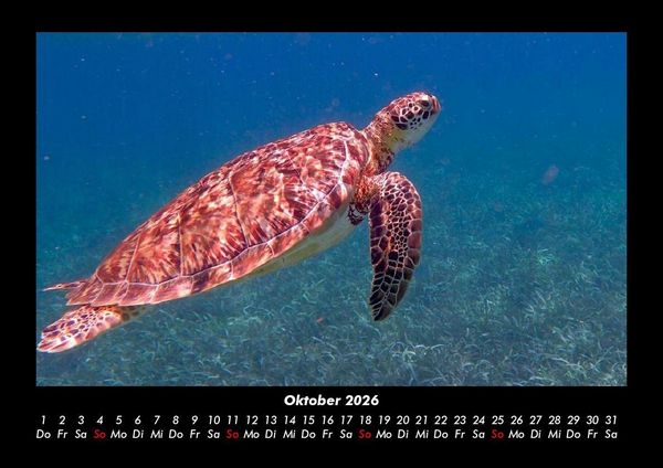 Produktbild: Schildkr&ouml;tenzauber 2026 Fotokalender DIN A3