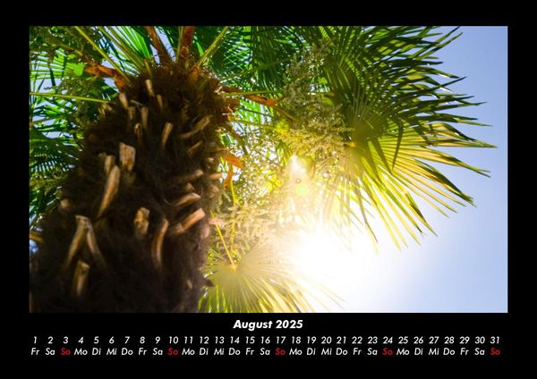 Produktbild: Palmen 2025 Fotokalender DIN A3