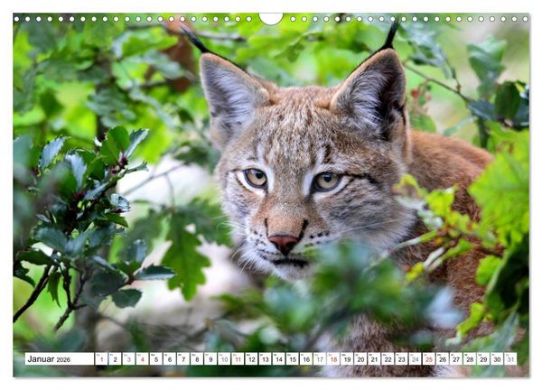 Produktbild: Der Luchs - Der J&auml;ger auf leisen Pfoten (Wandkalender 2026 DIN A3 quer), CALVENDO Monatskalender