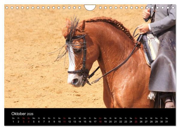 Produktbild: Caballos Spanische Pferde 2026 (Wandkalender 2026 DIN A4 quer), CALVENDO Monatskalender