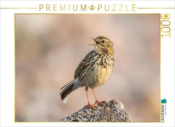 Produktbild: CALVENDO Puzzle Wiesenpieper | 1000 Teile Lege-Gr&ouml;&szlig;e 64x48cm Foto-Puzzle f&uuml;r gl&uuml;ckliche Stunden
