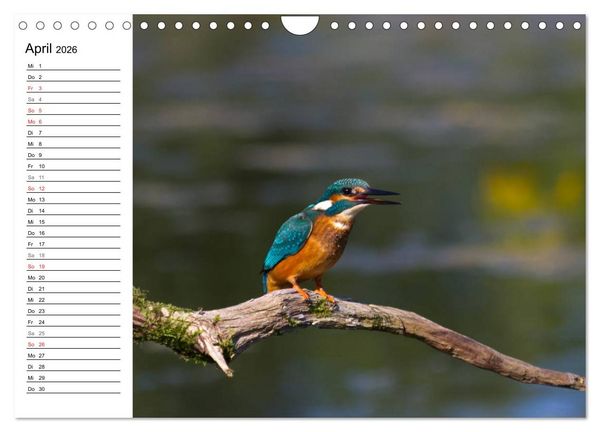 Produktbild: Eisv&ouml;gel (Wandkalender 2026 DIN A4 quer), CALVENDO Monatskalender