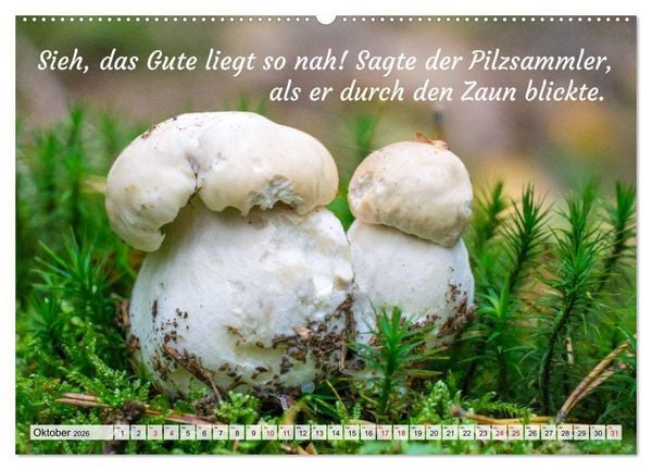 Produktbild: Junge, was hast du`s eilig (Wandkalender 2026 DIN A2 quer), CALVENDO Monatskalender