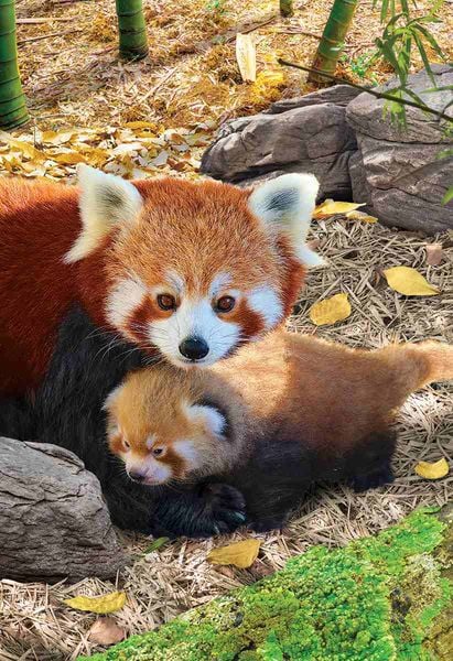Produktbild: Rote Pandas (Puzzle)