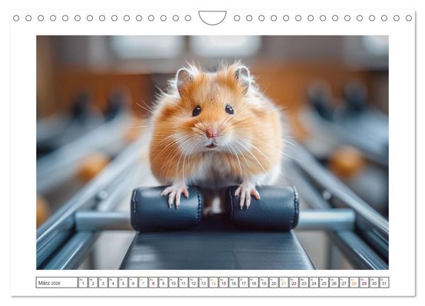 Produktbild: Lustige Hamster (Wandkalender 2026 DIN A4 quer), CALVENDO Monatskalender
