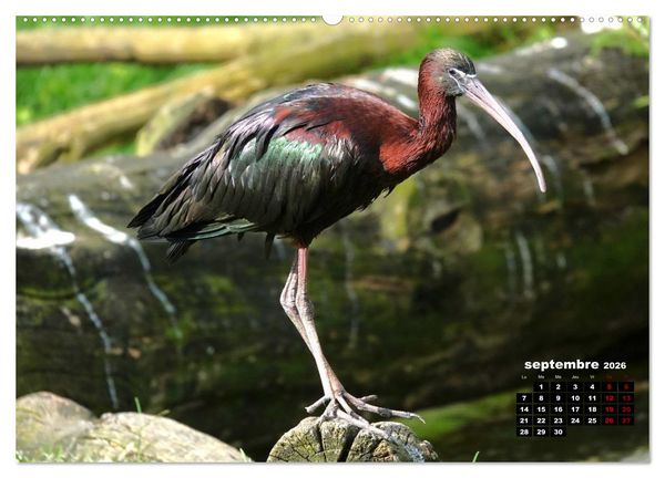 Produktbild: Oiseaux exotiques (Calendrier mural 2026 DIN A2 vertical), CALVENDO calendrier mensuel