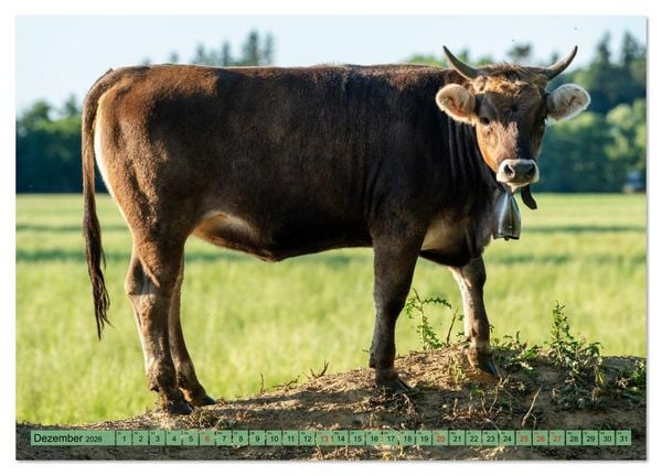 Produktbild: Voll kuhl - der Kuhkalender mit K&uuml;hen aus dem Allg&auml;u (hochwertiger Premium Wandkalender 2026 DIN A2 quer), Kunstdruck in Hochglanz