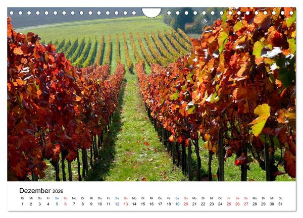 Produktbild: W&uuml;rttemberger Wein 2026 (Wandkalender 2026 DIN A4 quer), CALVENDO Monatskalender