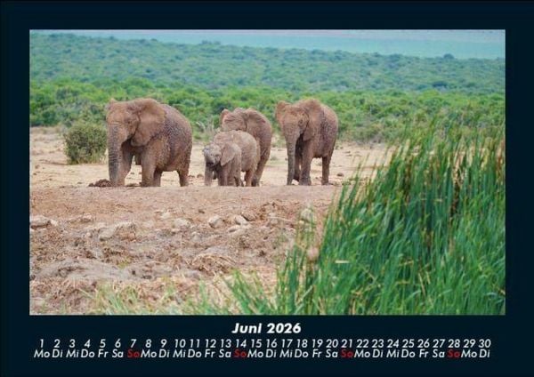 Produktbild: Elefanten 2026 Fotokalender DIN A5