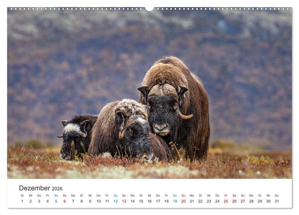 Produktbild: Die letzten Moschusochsen Europas (hochwertiger Premium Wandkalender 2026 DIN A2 quer), Kunstdruck in Hochglanz
