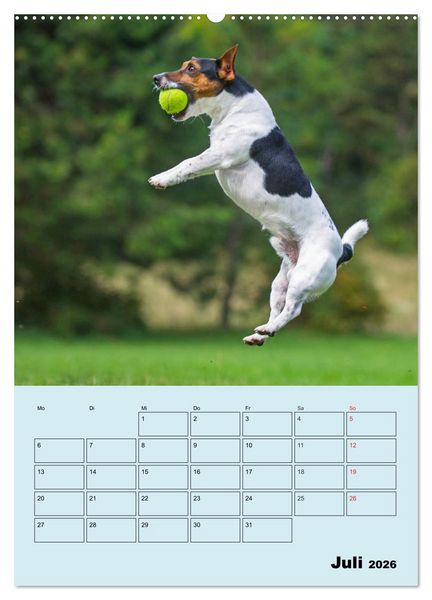 Produktbild: Familienplaner Jack und Parson Russell Terrier (Wandkalender 2026 DIN A2 hoch), CALVENDO Monatskalender