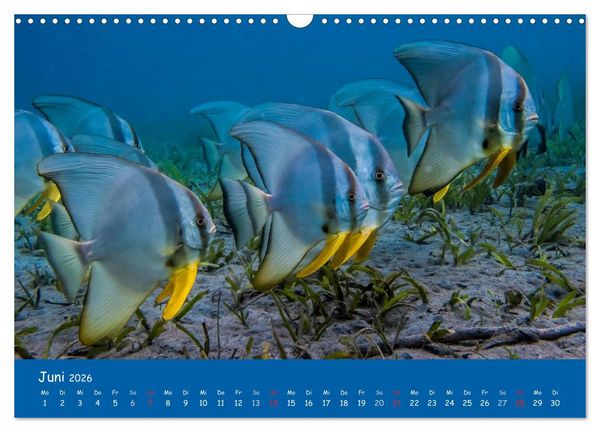 Produktbild: Unterwasserwelten (Wandkalender 2026 DIN A3 quer), CALVENDO Monatskalender