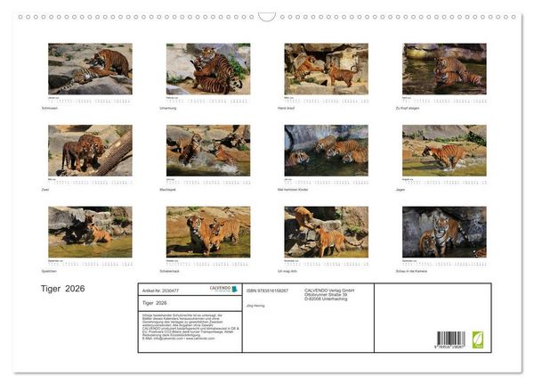 Produktbild: Tiger 2026 (Wandkalender 2026 DIN A2 quer), CALVENDO Monatskalender