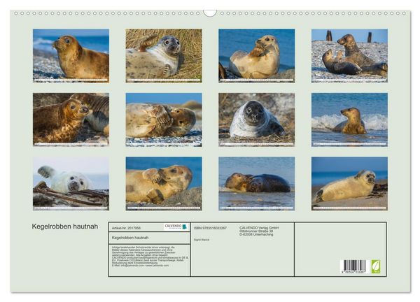 Produktbild: Kegelrobben hautnah (Wandkalender 2026 DIN A2 quer), CALVENDO Monatskalender