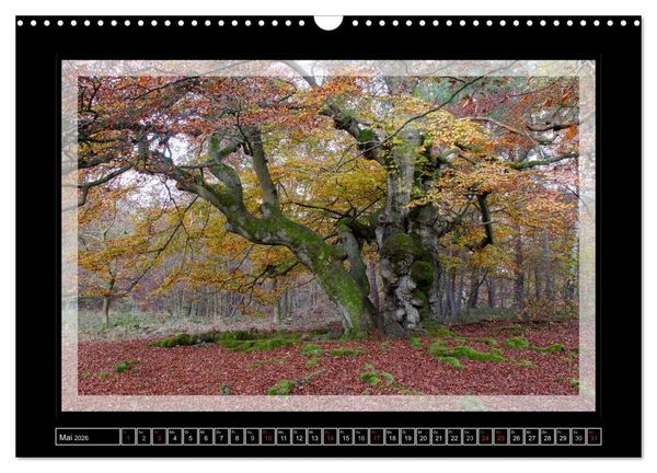 Produktbild: Zauberwald HALLOH (Wandkalender 2026 DIN A3 quer), CALVENDO Monatskalender