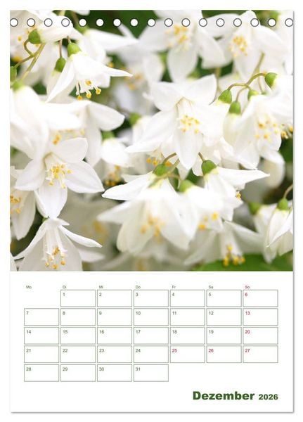 Produktbild: Wei&szlig;e Bl&uuml;ten im Gr&uuml;nen (Tischkalender 2026 DIN A5 hoch), CALVENDO Monatskalender