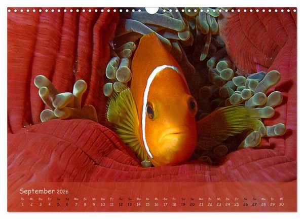 Produktbild: Anemonenfische - Streitbare Gesellen (Wandkalender 2026 DIN A3 quer), CALVENDO Monatskalender