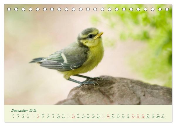 Produktbild: Elternzeit - das Familienleben der Blaumeisen (Tischkalender 2026 DIN A5 quer), CALVENDO Monatskalender
