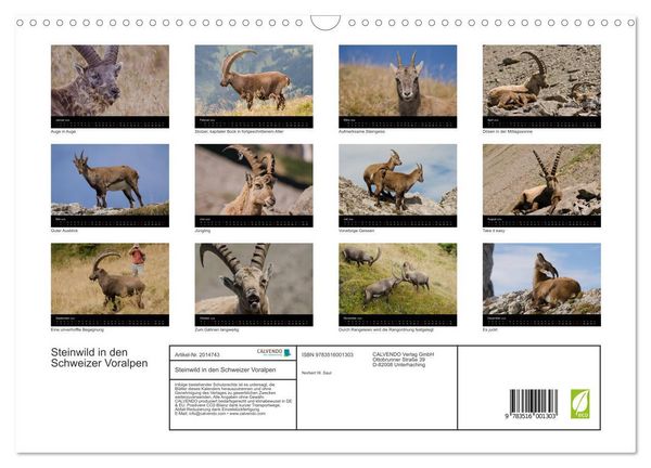 Produktbild: Steinwild in den Schweizer Voralpen (Wandkalender 2026 DIN A3 quer), CALVENDO Monatskalender