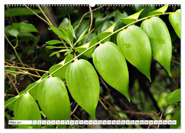 Produktbild: Bl&uuml;tenzauber auf Madeira. Wildblumen und Ziergew&auml;chse (hochwertiger Premium Wandkalender 2027 DIN A2 quer), Kunstdruck in Hochglanz