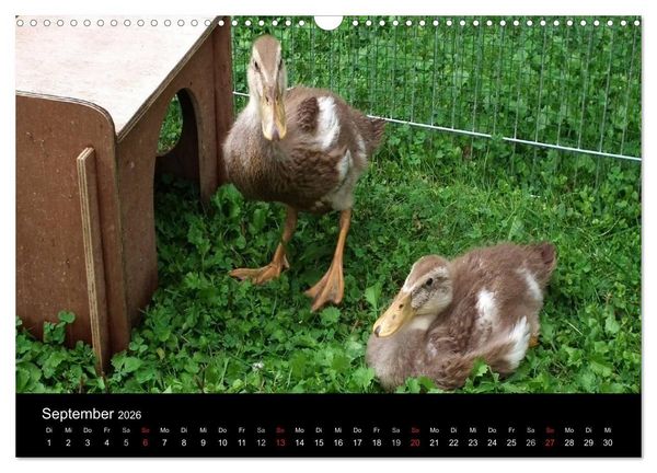 Produktbild: Laufentenk&uuml;ken - Sunny (Wandkalender 2026 DIN A3 quer), CALVENDO Monatskalender