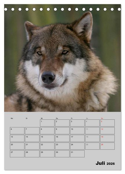 Produktbild: Wolf-Gesichter (Tischkalender 2026 DIN A5 hoch), CALVENDO Monatskalender