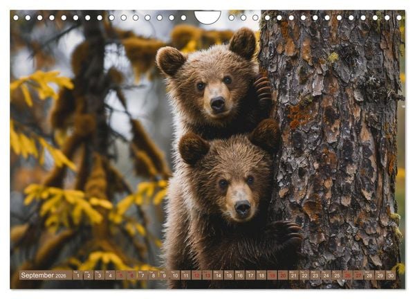 Produktbild: Bears Kingdom (Wall Calendar 2026 DIN A4 landscape), CALVENDO 12 Month Wall Calendar