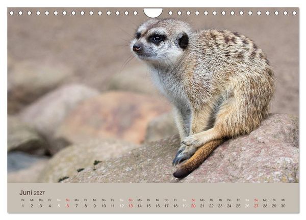 Produktbild: Quirlige Erdm&auml;nnchen (Wandkalender 2027 DIN A4 quer), CALVENDO Monatskalender