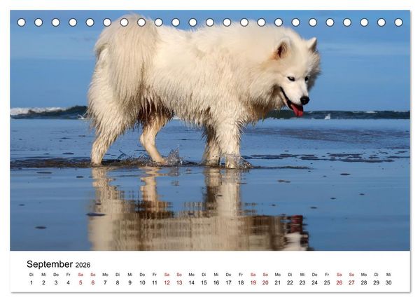 Produktbild: Ein Samojede am Meer (Tischkalender 2026 DIN A5 quer), CALVENDO Monatskalender